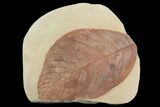 Large, Red Fossil Leaf (Phyllites) - Montana #130450-1